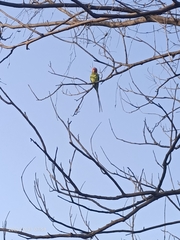 Psittacula cyanocephala