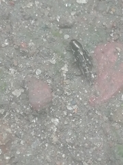 Neotridactylus