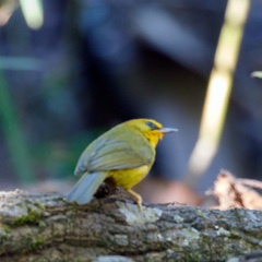 Cyanoderma chrysaeum
