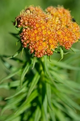 Rhodiola kirilowii