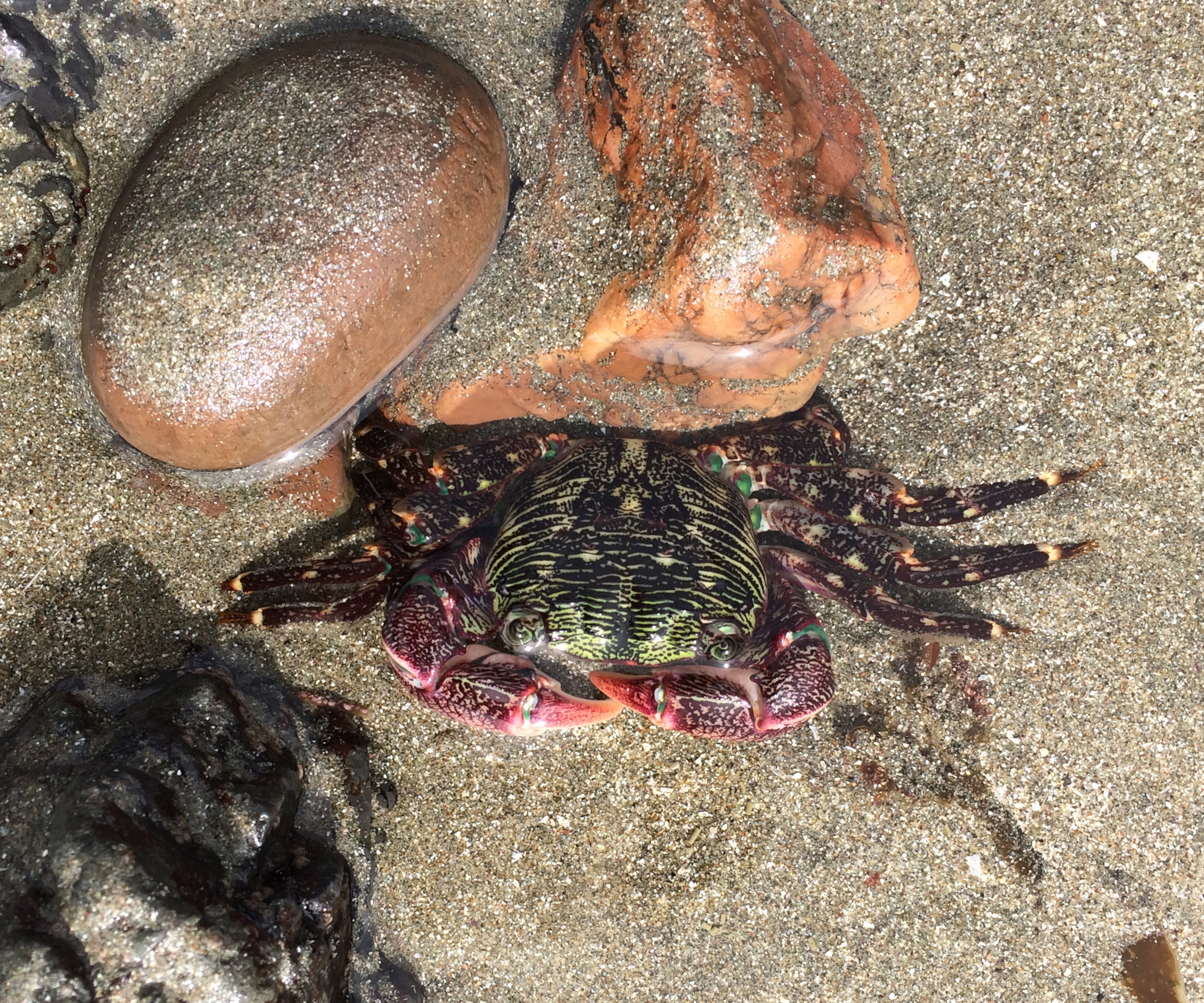 Indian Crab in a Small Pond Stock Photo - Image of indian, water: 152527116