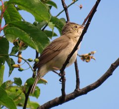 Acrocephalus dumetorum