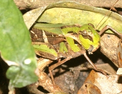 Oedaleus nigrofasciatus