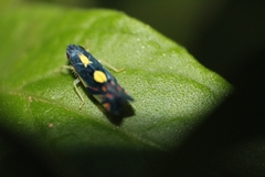 Diedrocephala