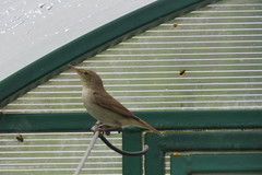 Acrocephalus dumetorum