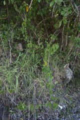 Ipomoea abrupta