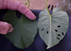 Ipomoea abrupta
