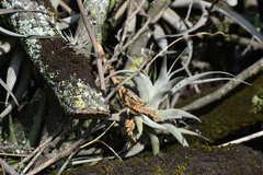 Tillandsia latifolia