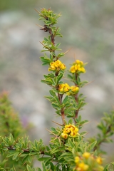 Berberis kaschgarica