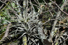 Tillandsia latifolia