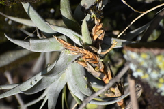Tillandsia latifolia