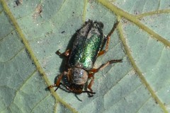 Astylini