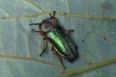 Astylini