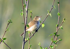 Acrocephalus dumetorum