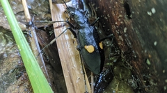 Oxycheila tristis