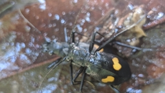 Oxycheila tristis