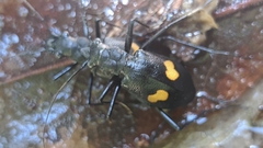 Oxycheila tristis
