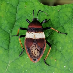 Largus balteatus