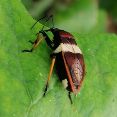 Largus balteatus