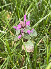 Lamium purpureum
