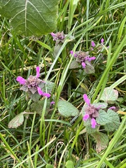 Lamium purpureum