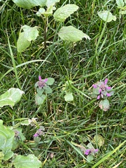 Lamium purpureum