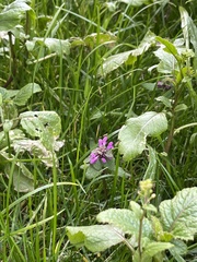 Lamium purpureum