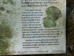 Pterospermum acerifolium