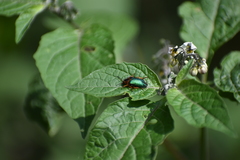 Astylini