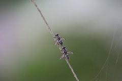 Diptera