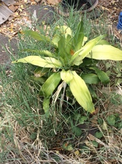 Dracaena fragrans