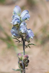 Aconitum rotundifolium