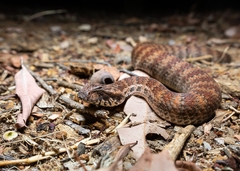 Acanthophis antarcticus