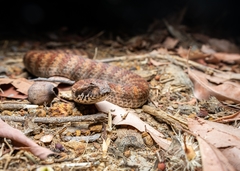 Acanthophis antarcticus