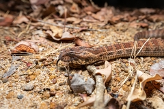 Acanthophis antarcticus