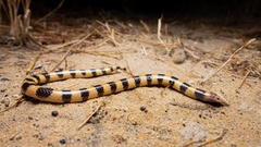 Simoselaps bertholdi