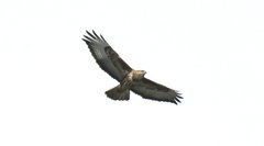 Buteo buteo