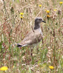Vanellus melanopterus