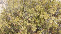 Chuquiraga avellanedae