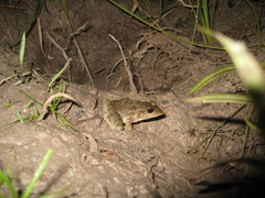 Leptodactylus fuscus