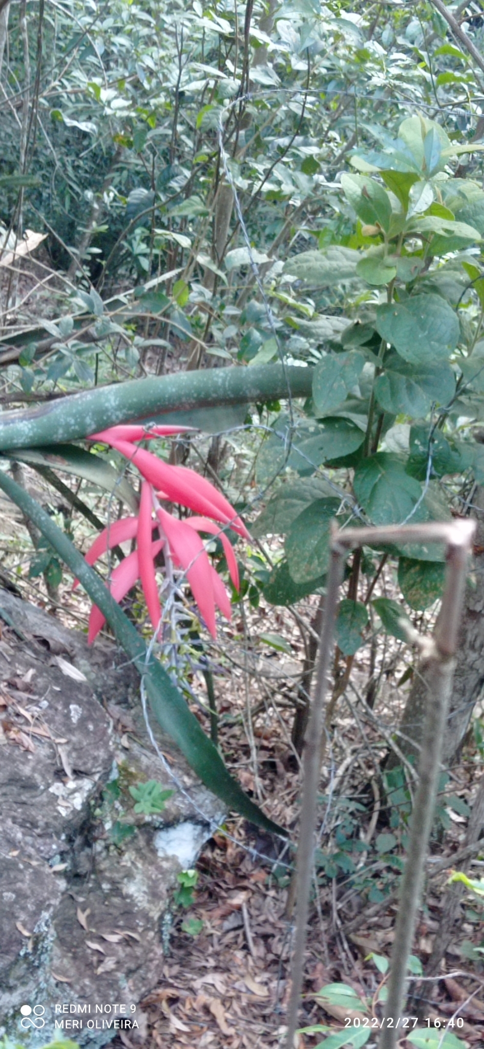 Billbergia porteana
