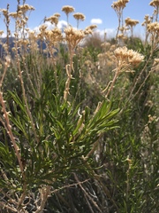 Chrysothamnus viscidiflorus viscidiflorus