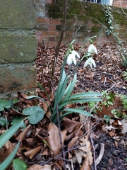 Galanthus nivalis