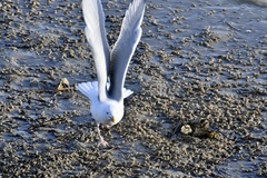 Larus argentatus