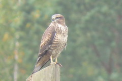 Buteo buteo