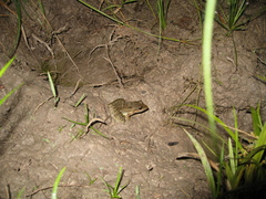 Leptodactylus fuscus