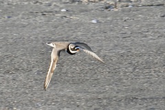 Charadrius hiaticula