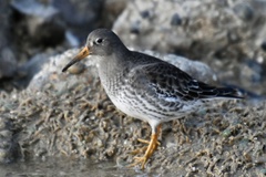 Calidris maritima