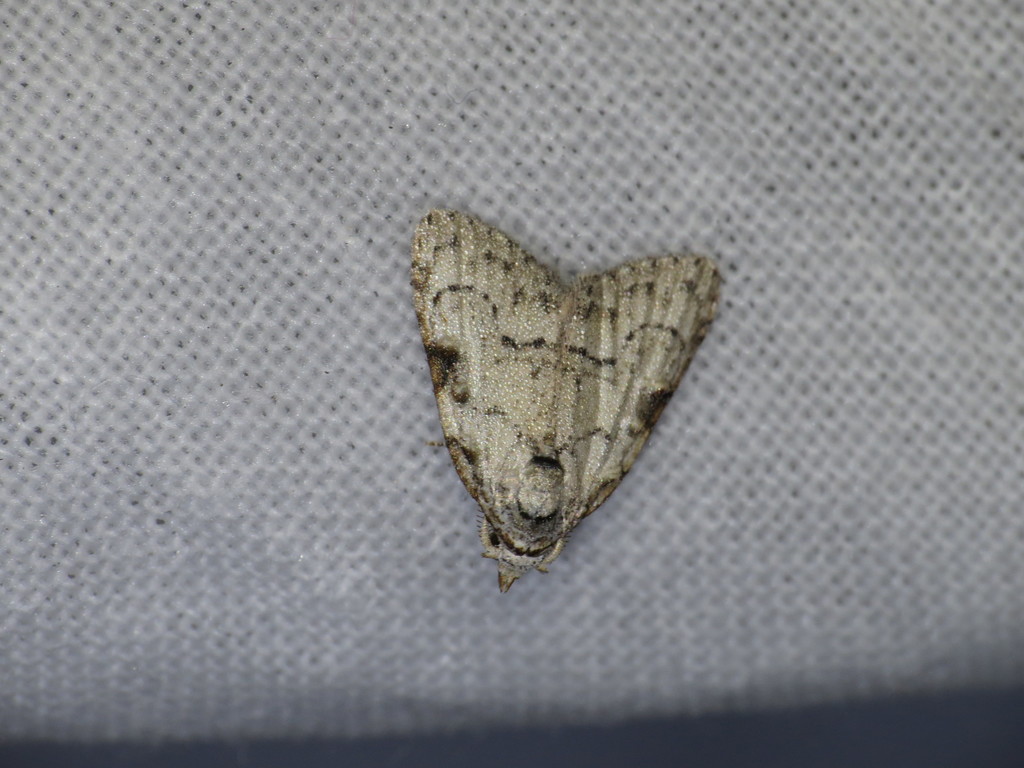 Confused Meganola Moth
