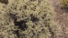 Atriplex lampa